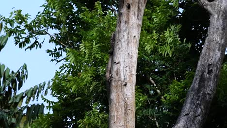 The-Clouded-Monitor-Lizard-is-found-in-Thailand-and-other-countries-in-Asia