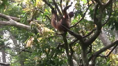 los monos araña juegan en un árbol