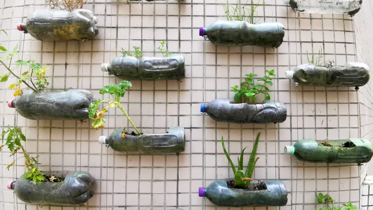 esquina de plantación verde del campus, crea una pared de plantas de botellas de plástico