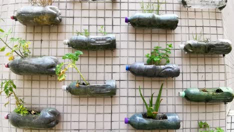 Campus-Grüne-Pflanzecke,-Plastikflaschen-Pflanzenwand-Erstellen