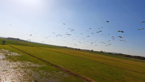 FPV-Luftaufnahmen,-Die-Um-Einen-Schwarm-Weißstörche-Fliegen,-Der-Durch-Einen-Klaren-Blauen-Himmel-Fliegt