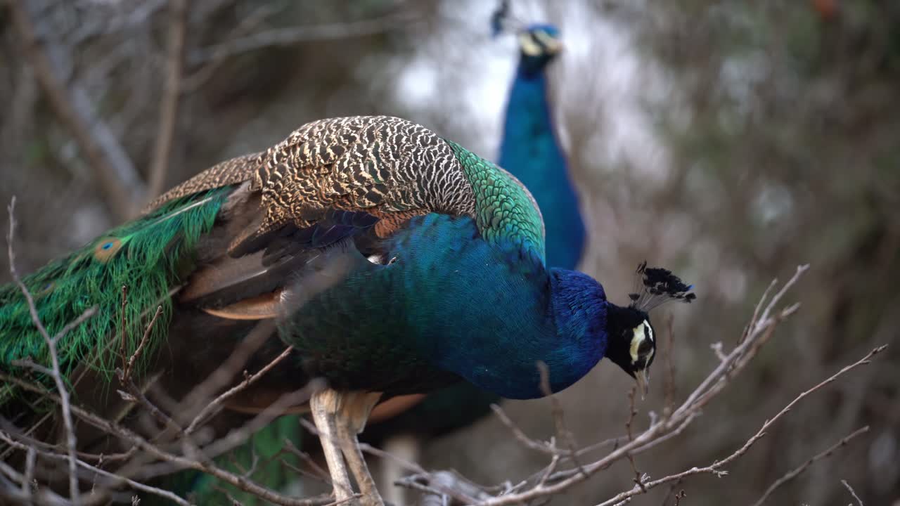 Pavão azul brilhante em pé no galho de uma árvore