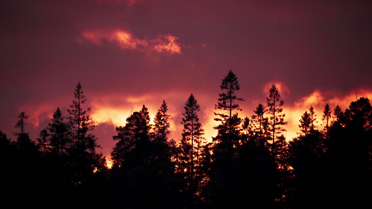⁇ 은 하늘을 배경으로 숲 속의 실루 ⁇  나무
