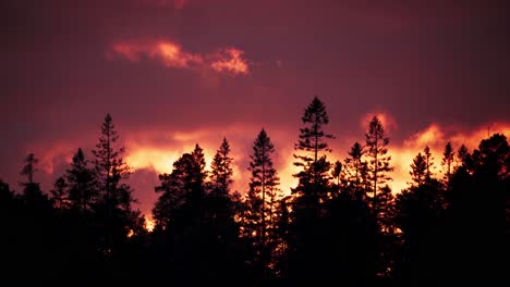 Silhouette-Bäume-Im-Wald-Vor-Dem-Roten-Himmel