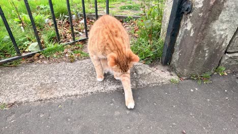 cat walking through a garden gate