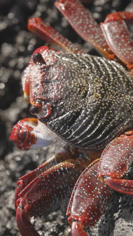 Close-up-of-red-crabs-on-rocks-vertical