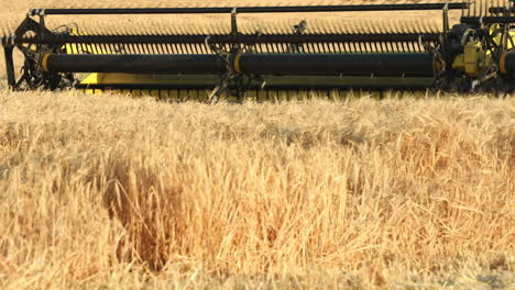 Reel-of-modern-combine-harvester-collecting-yellow-grains,-low-angle