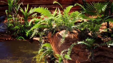 tropical-golden-pond-with-rocks-and-green-plants