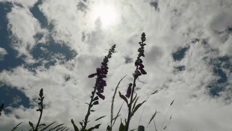 dreamy lupins dance beneath billowing clouds in the wind