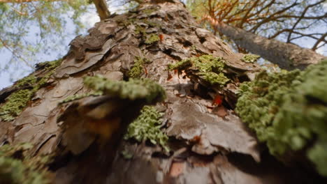 large evergreen tree trunk with green lichen and moss