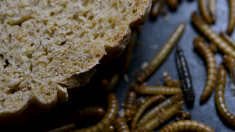 the mealworm is a species of darkling beetle used to feed pets like fish, snakes, birds, and frogs