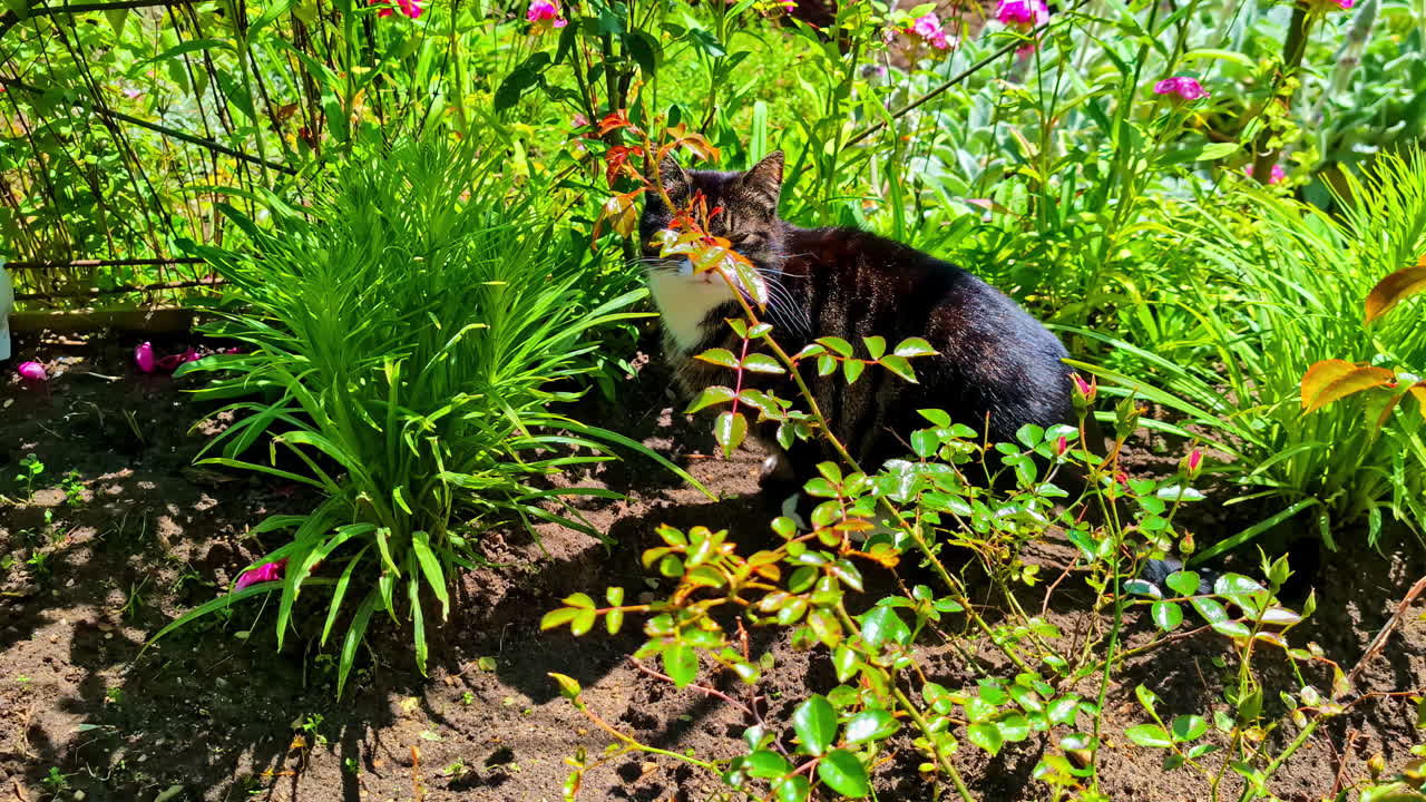 Fuzzy black cat sits around the green garden in Dobele. Latvia