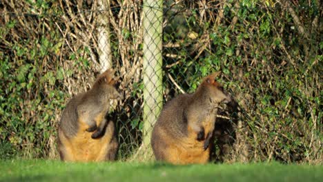 Aufmerksame-Wallabys-Blicken-Nach-Hinten,-Im-Vordergrund-Zieht-Ein-Kleiner-Vogel-Vorbei