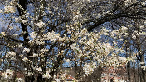 sakura trees with pink blossoming flowers