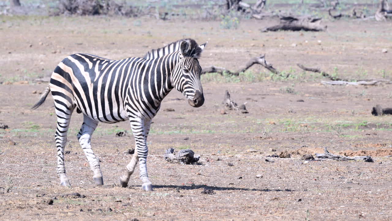평원 얼룩말 남성 걷기, 측면보기