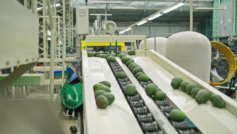 Avocado-Verpackungshaus-Auf-Uruapan,-Michoacan