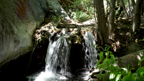 pequeña cascada sobre tronco en soldier creek, bosque nacional angeles