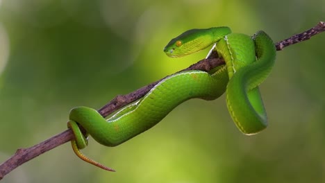 the white-lipped pit viper is a venomous pit viper endemic to southeast asia and is often found during the night waiting on a branch or limb of a tree near a body of water with plenty of food items