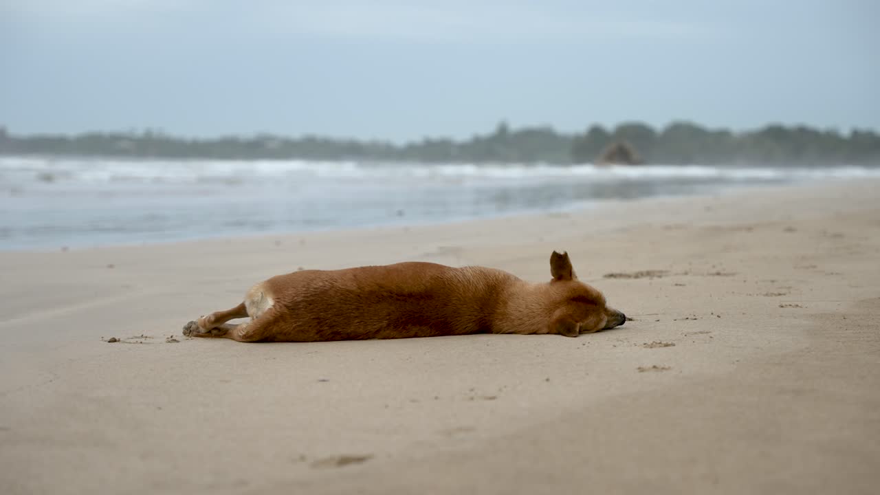 갈색 개는 모래 해변에서 잠을 자고, 부드러운 바다 파도가 배경으로 굴러가면서 평온을 즐기고 있습니다.