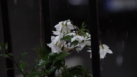 Gotas-De-Hielo-Golpeando-Una-Flor-Blanca-Durante-Un-Granizo-En-Un-Balcón-En-El-Centro,-Cámara-Lenta-De-180-Fps