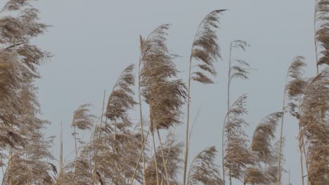 dry long cane grass gently moves in the wind