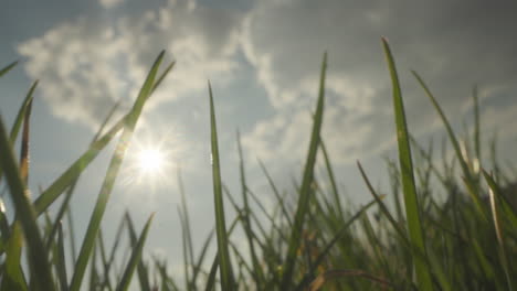 close-up view of grass in sunlight