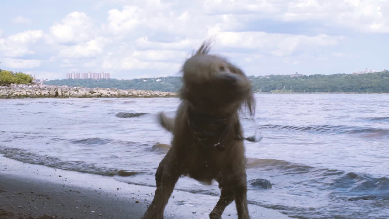 강 근처에서 헤엄치는 푸들, 느린 동작으로 건조