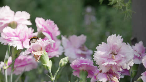 Nahaufnahme-Einer-Honighummel,-Die-An-Einem-Sonnigen-Sommertag-Pollen-Von-Rosa-Und-Violetten-Nelkenblüten-Sammelt