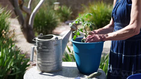 Manos-De-Una-Jardinera-De-Mediana-Edad-Plantando-Una-Planta-De-Tomate-Orgánico-En-Un-Soleado-Jardín-De-Verduras