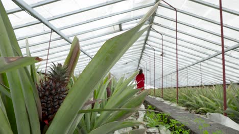 Female-in-Red-dress-walks-in-Pineapple-plantation-view-through-pineapple-leaves-in-foreground