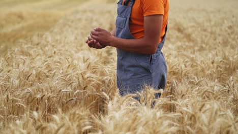 farmer checking wheat field progress. man agronomist farmer in golden wheat field