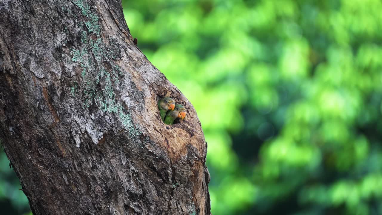 Cavità di un albero con parrocchetti dal petto rosso neonati che nidificano all'interno. Scatto con messa a fuoco selettiva