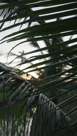 Descubra-Una-Vista-Detallada-De-Cerca-Entre-Hojas-De-Palmera,-Capturando-Sus-Intrincadas-Texturas-Y-Exuberantes-Tonos-Verdes.