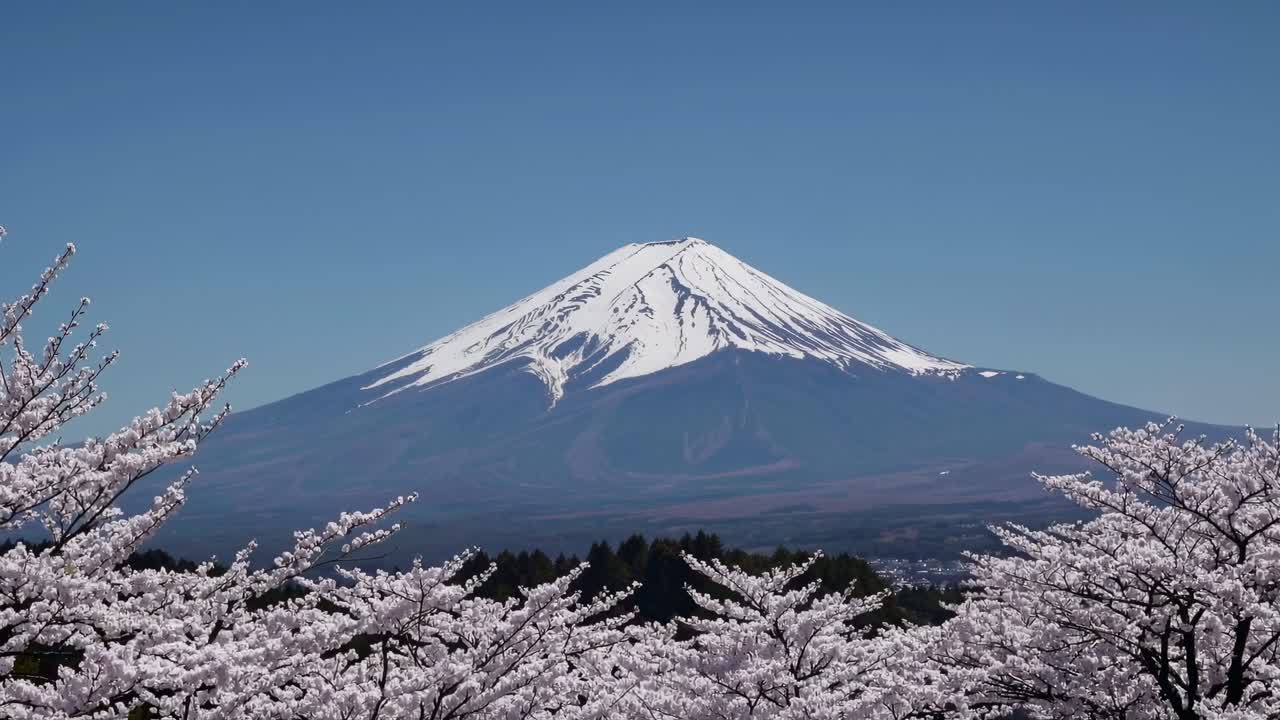 A serene video captures Mount Fuji with cherry blossoms in the foreground