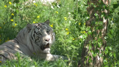 Tigre-Blanqueado-Respirando-Pesadamente-A-La-Sombra---Hermoso-Video-4k