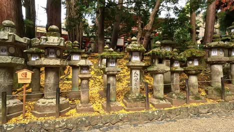 Hermosas-Y-Antiguas-Linternas-De-Piedra-Con-Hojas-Doradas-De-Ginko-En-El-Parque-De-Nara