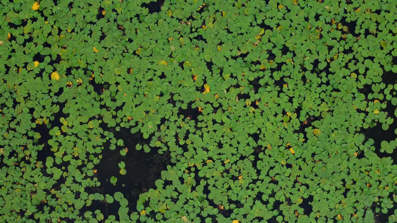 gran campo de lirios de agua en un lago en brandenburgo, alemania