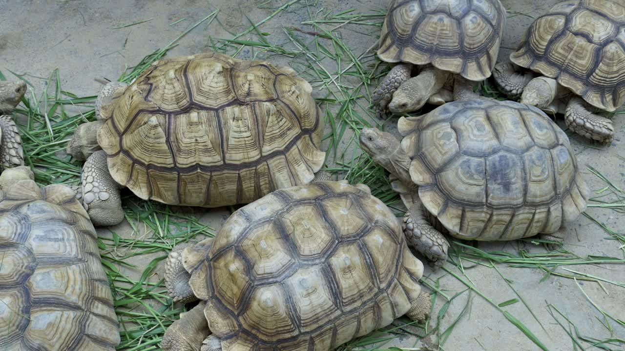 A serene scene showcasing a group of tortoises amidst vibrant greenery
