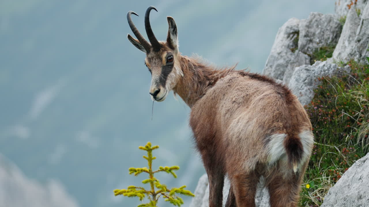 Curious Capra Alpine Ibex mountain goat look at camera in Triglav Slovenia alps