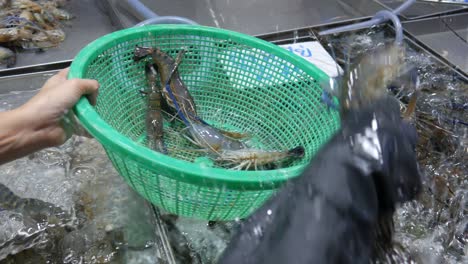 collecting live fresh raw river prawn from water bucket in thailand fish market