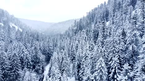 Aerial-winter-landscape-of-snow-capped-evergreen-trees-in-mountain