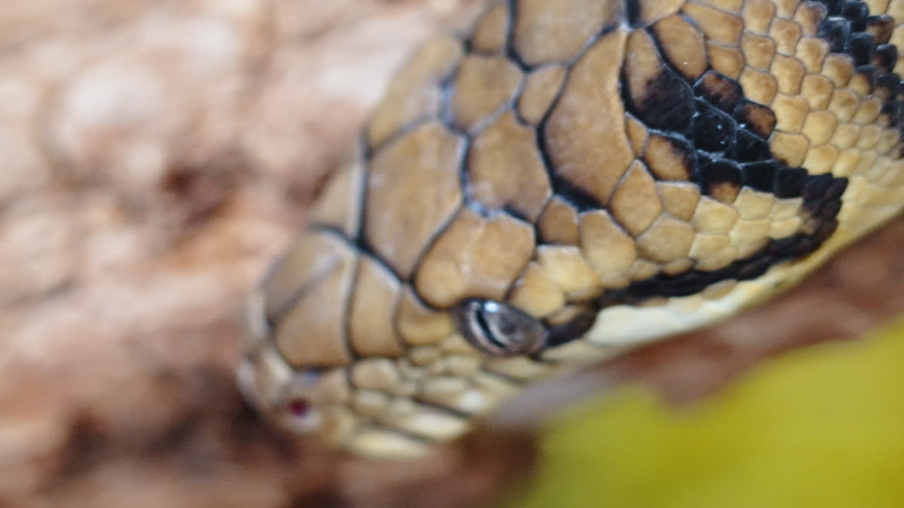 Close-up of a snake's head with intricate scales and eye detail