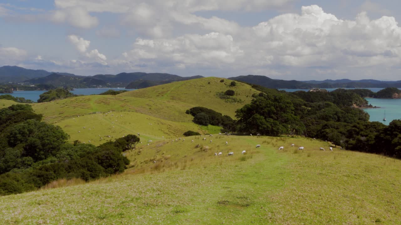 A view of Idyllic Meadows with Grazing Sheep in Urupukapuka Island, New Zealand