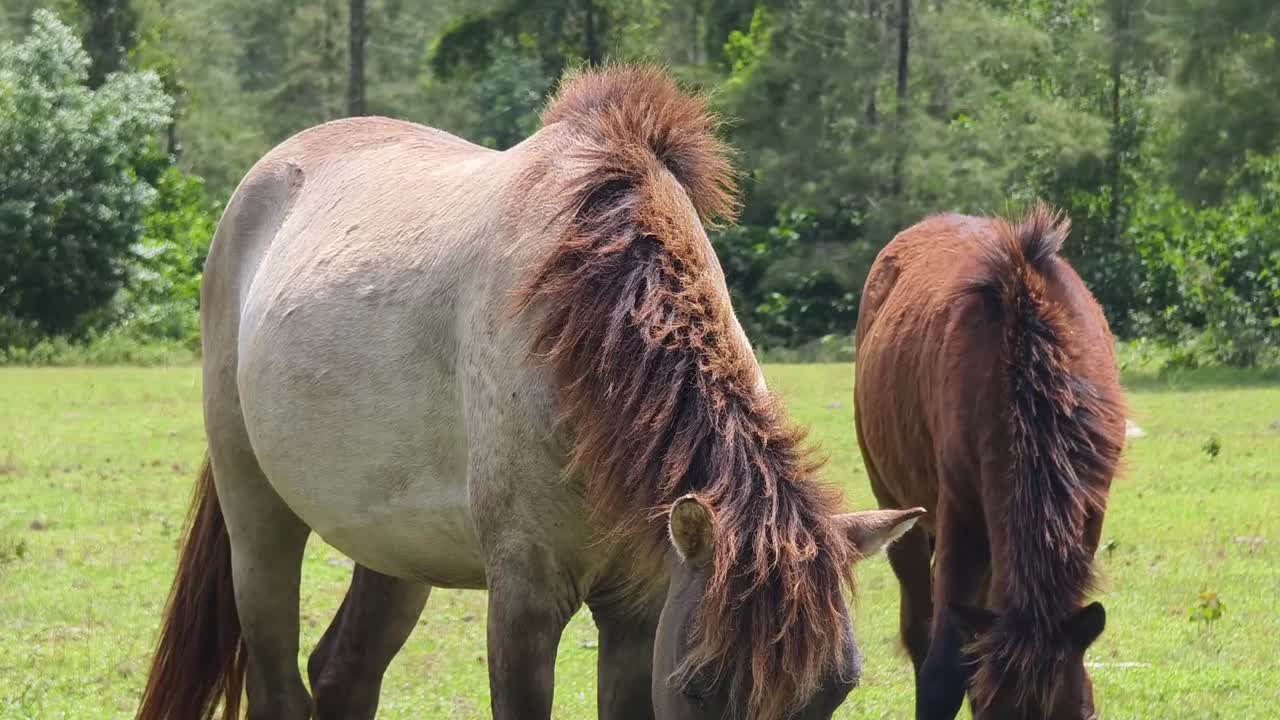 dos caballos pastando en un campo