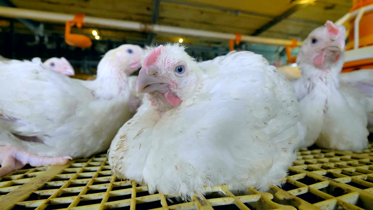 pollo sentado en una granja avícola.