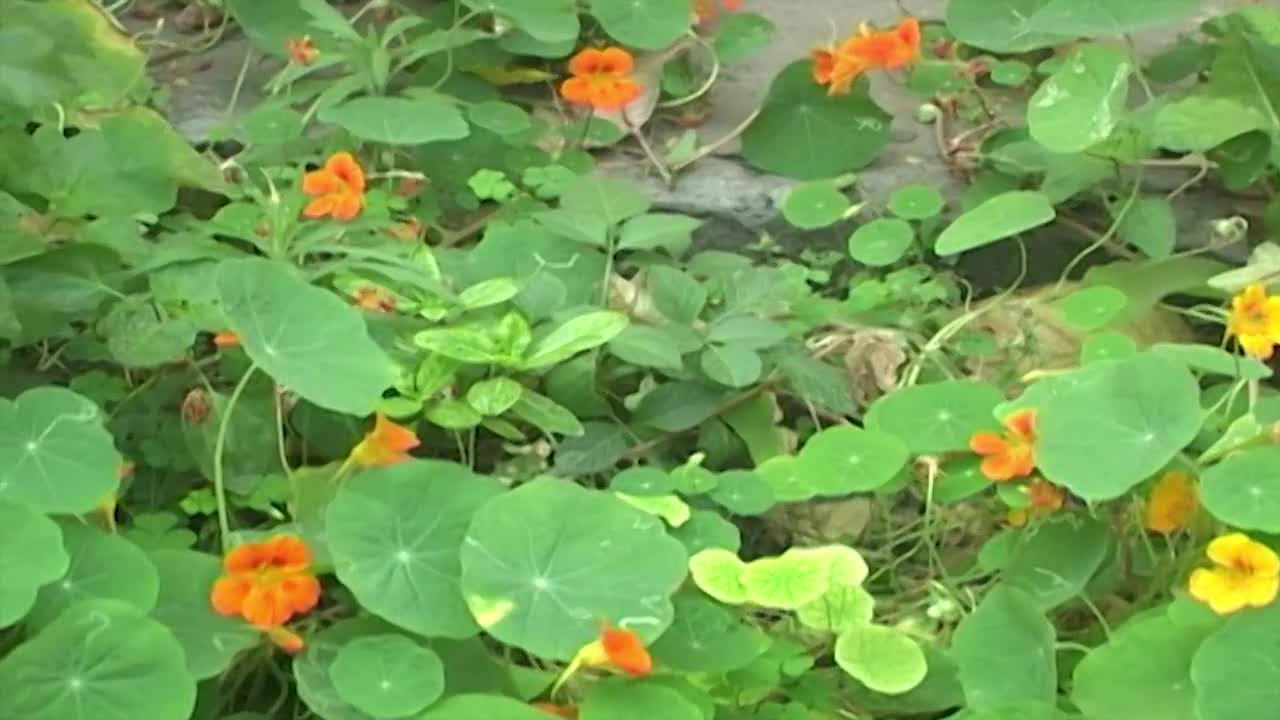 정원에서 한 련 꽃