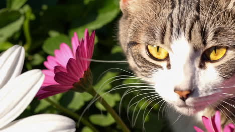 tabby cat sniffing flowers