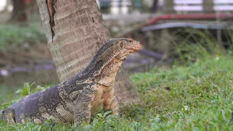 smok komodo w parku lumpini