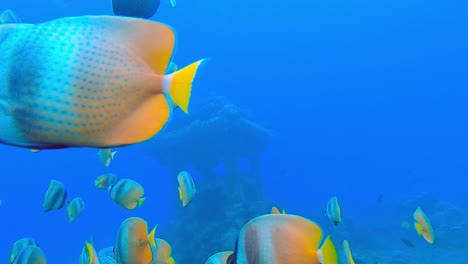 Epic-4K-underwater-shot-of-butterfly-fish-shrine-with-submerged-pagoda-in-the-background