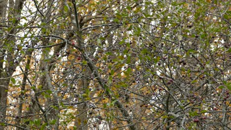 Bird-in-Dense-Foliage-in-Calm-Forest-Environment,-Static-Low-Angle-View